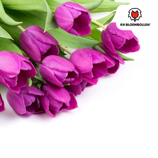 Tulpenbollen Paarse Prins – 20 Stuks | KH Bloembollen® | Paars-Violet Tulp – Krachtig & Koninklijk – Voor Tuin of Pot – Maat 11/12 – Vers van de Teler