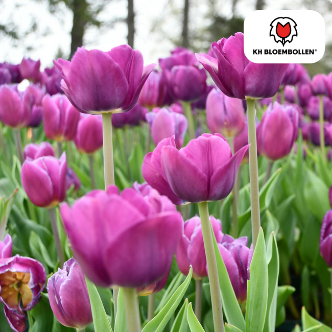 Tulpenbollen Paarse Prins – 20 Stuks | KH Bloembollen® | Paars-Violet Tulp – Krachtig & Koninklijk – Voor Tuin of Pot – Maat 11/12 – Vers van de Teler