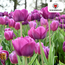 Tulpenbollen Paarse Prins – 20 Stuks | KH Bloembollen® | Paars-Violet Tulp – Krachtig & Koninklijk – Voor Tuin of Pot – Maat 11/12 – Vers van de Teler