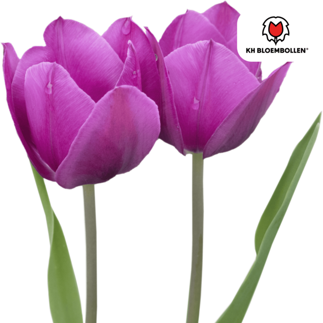 Tulpenbollen Paarse Prins – 20 Stuks | KH Bloembollen® | Paars-Violet Tulp – Krachtig & Koninklijk – Voor Tuin of Pot – Maat 11/12 – Vers van de Teler