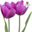 Tulpenbollen Paarse Prins – 20 Stuks | KH Bloembollen® | Paars-Violet Tulp – Krachtig & Koninklijk – Voor Tuin of Pot – Maat 11/12 – Vers van de Teler