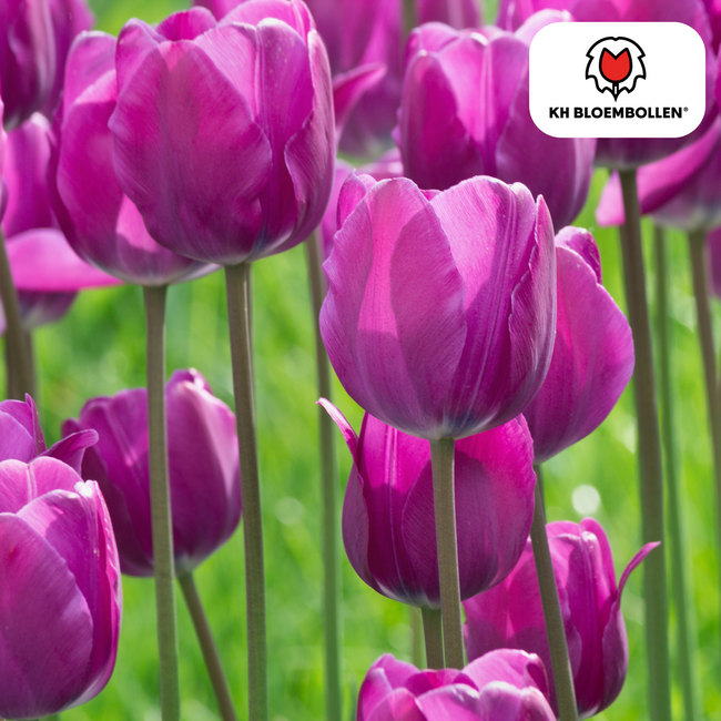 Tulpenbollen Paarse Prins – 20 Stuks | KH Bloembollen® | Paars-Violet Tulp – Krachtig & Koninklijk – Voor Tuin of Pot – Maat 11/12 – Vers van de Teler