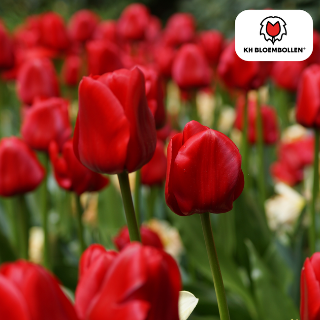 Tulpenbollen Seadov – 20 Stuks | KH Bloembollen® | Dieprode Tulp – Krachtig, Klassiek & Tijdloos – Voor Tuin of Pot – Maat 11/12 – Vers van de Teler
