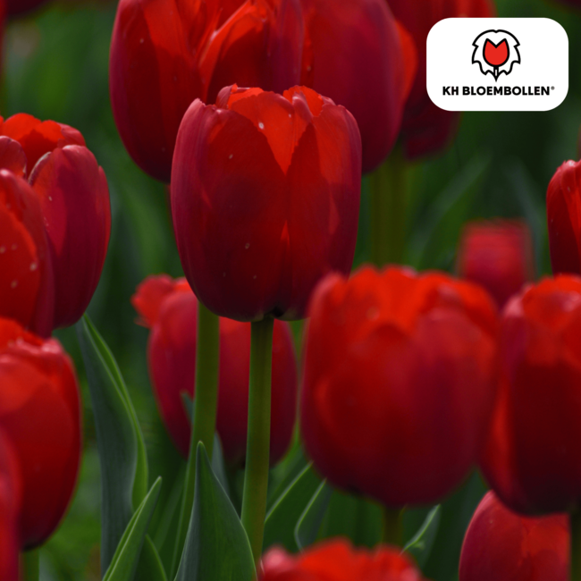 Tulpenbollen Seadov – 20 Stuks | KH Bloembollen® | Dieprode Tulp – Krachtig, Klassiek & Tijdloos – Voor Tuin of Pot – Maat 11/12 – Vers van de Teler