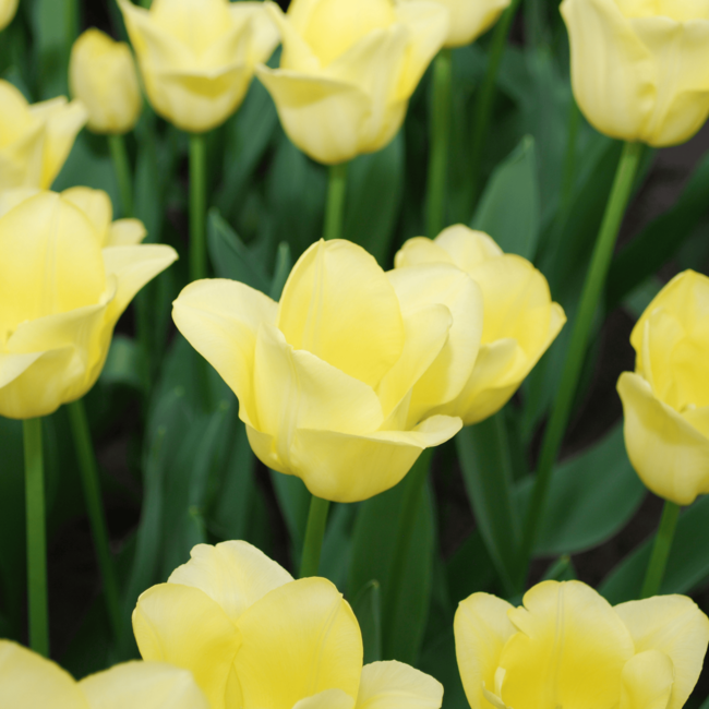 Tulpenbollen Wereld Vriendschap – 20 Stuks | KH Bloembollen® | Lichtgele Tulp – Zacht, Vriendelijk & Elegant – Voor Tuin of Pot – Maat 11/12 – Vers van de Teler