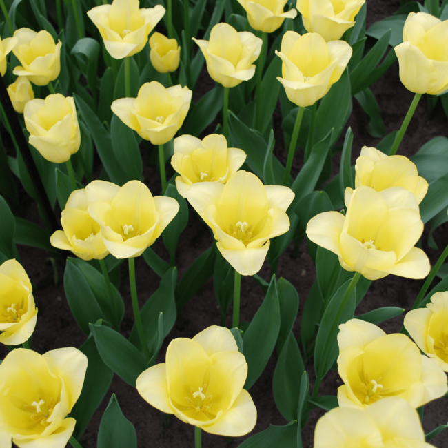 Tulpenbollen Wereld Vriendschap – 20 Stuks | KH Bloembollen® | Lichtgele Tulp – Zacht, Vriendelijk & Elegant – Voor Tuin of Pot – Maat 11/12 – Vers van de Teler