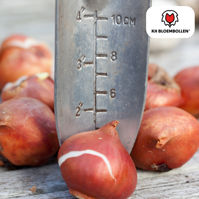 Tulpenbollen Wereld Vriendschap – 20 Stuks | KH Bloembollen® | Lichtgele Tulp – Zacht, Vriendelijk & Elegant – Voor Tuin of Pot – Maat 11/12 – Vers van de Teler