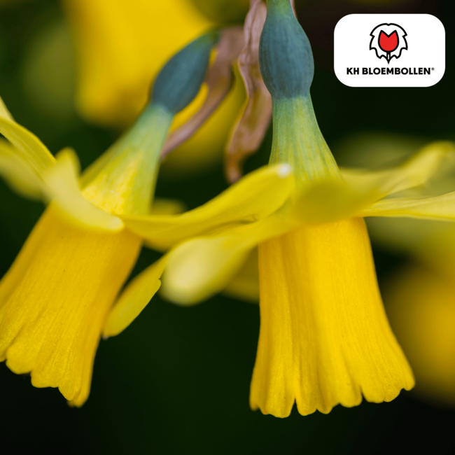 Narcis Tête à Tête 25 stuks