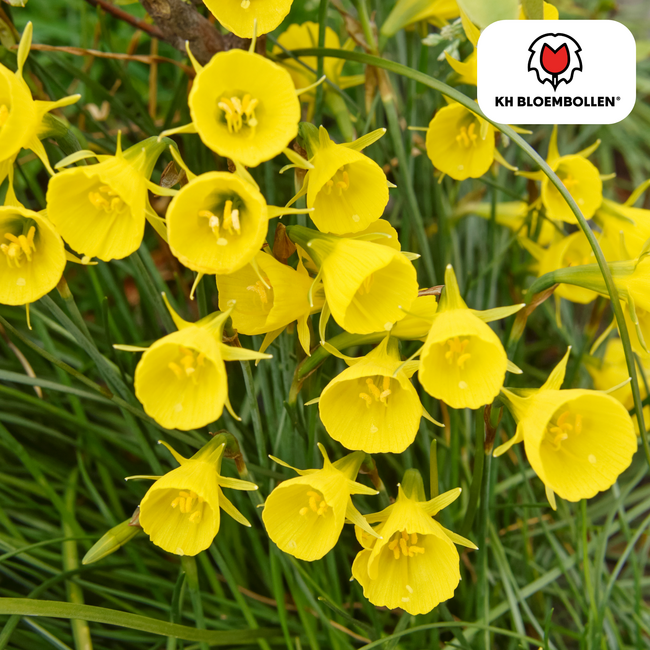 Narcis Golden Bells 25 stuks