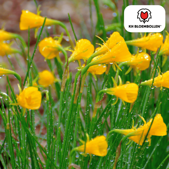 Narcis Golden Bells 25 stuks