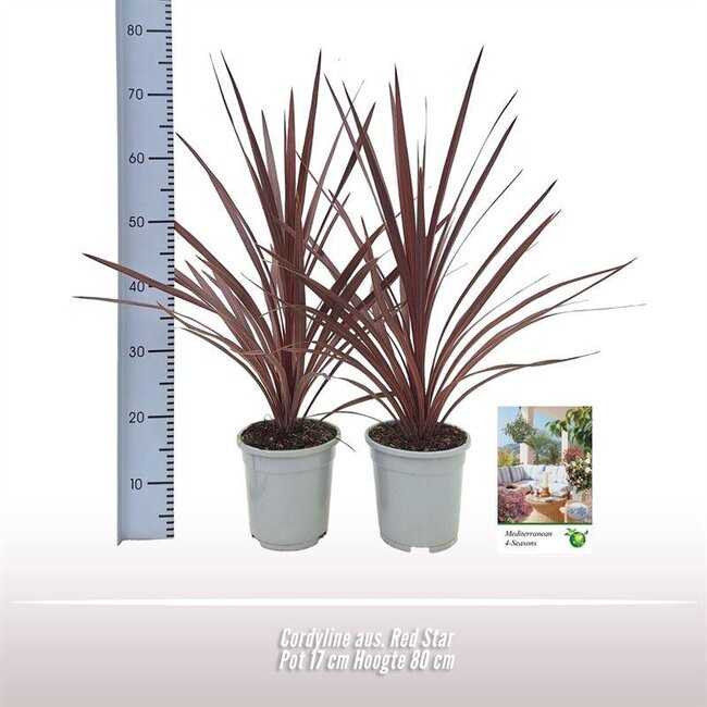 Cordyline Aus. Rode Ster - 1 stuk - Ø17cm - ↕80cm