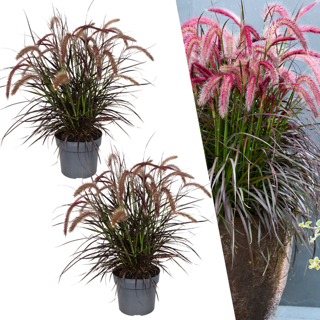 2 x Pennisetum 'Tiny Tails' - Ø19 cm - ↨ 40-50 cm