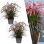 2 x Pennisetum 'Tiny Tails' - Ø19 cm - ↨ 40-50 cm