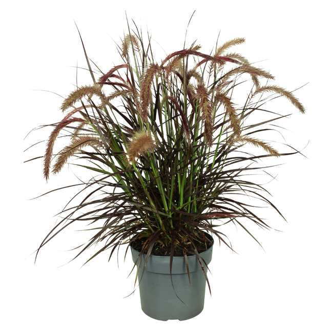 2 x Pennisetum 'Tiny Tails' - Ø19 cm - ↨ 40-50 cm