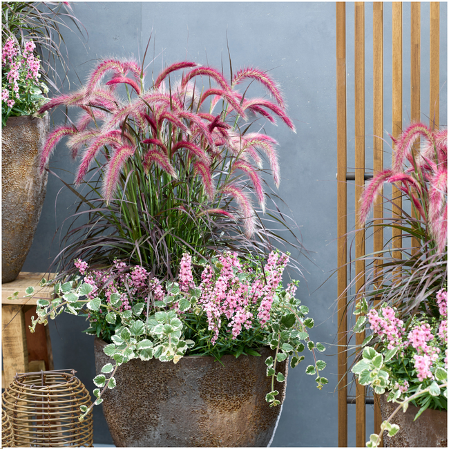 2 x Pennisetum 'Tiny Tails' - Ø19 cm - ↨ 40-50 cm