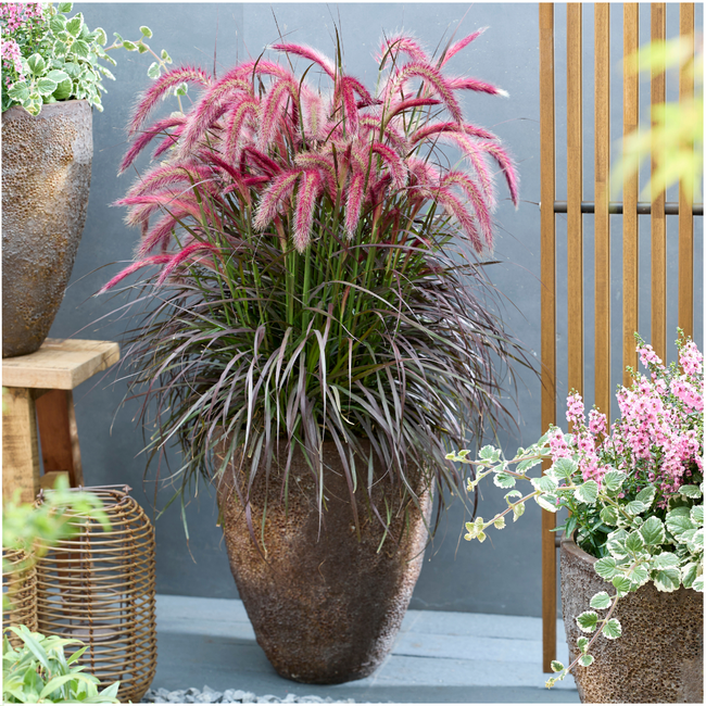 2 x Pennisetum 'Tiny Tails' - Ø19 cm - ↨ 40-50 cm