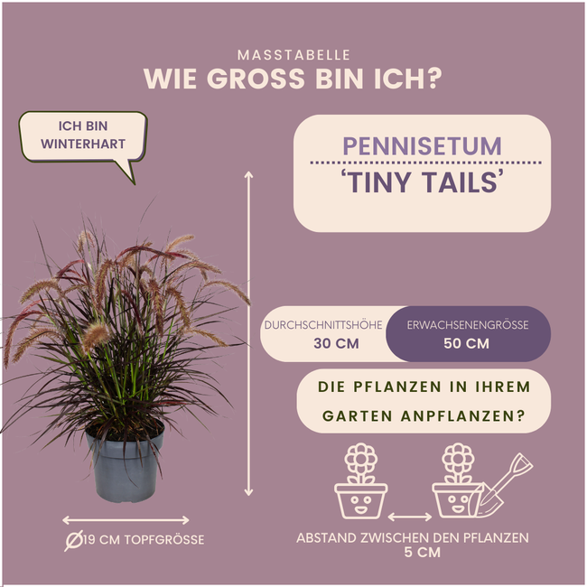 2 x Pennisetum 'Tiny Tails' - Ø19 cm - ↨ 40-50 cm