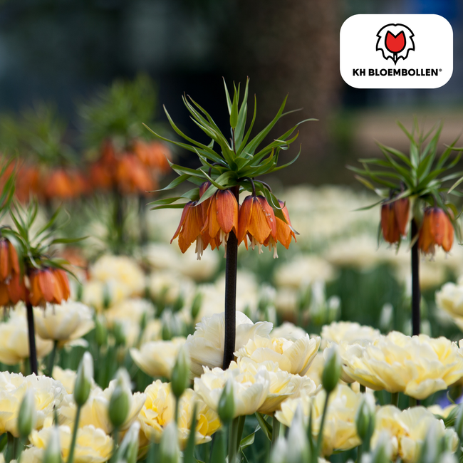 Fritillaria Keizerskroon Rubra rood/oranje 5 stuks
