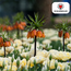 Fritillaria Keizerskroon Rubra rood/oranje 5 stuks
