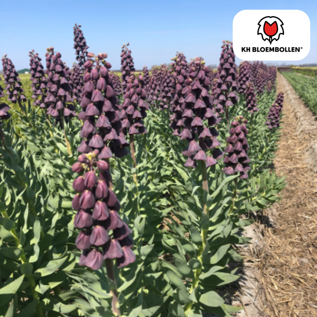 Fritillaria / Keizerskroon Paars Favoriet 5 stuks