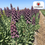 Fritillaria / Keizerskroon Paars Favoriet 5 stuks