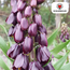 Fritillaria / Keizerskroon Paars Favoriet 5 stuks
