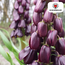 Fritillaria / Keizerskroon Paars Favoriet 5 stuks