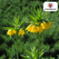 Fritillaria / Keizerskroon Lutea 5 stuks