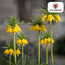 Fritillaria / Keizerskroon Lutea 5 stuks