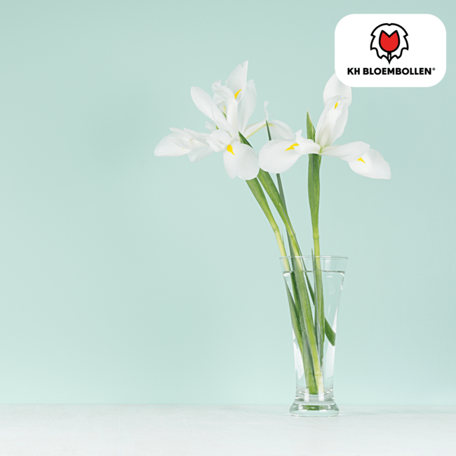 Iris Alaska 25 stuks