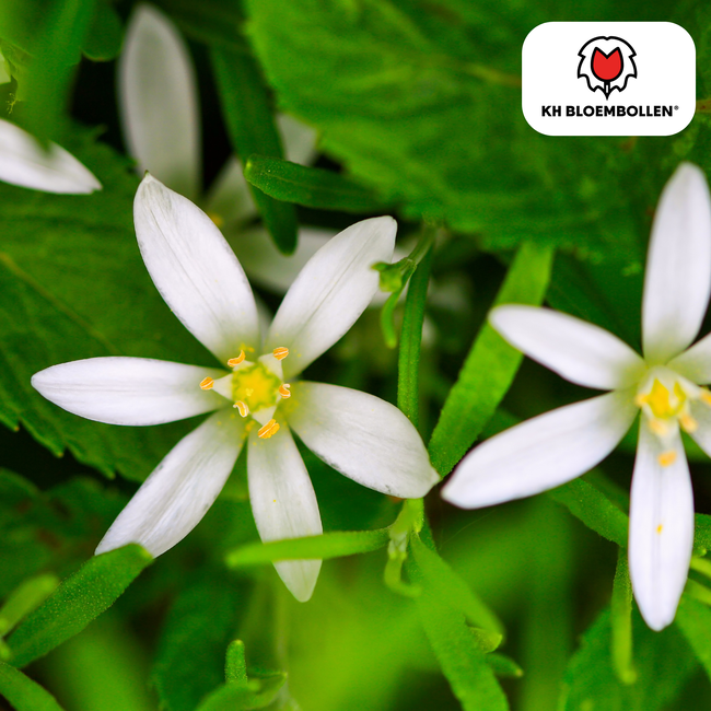 Ornithogalum / Vogelmelk bollen 30 stuks