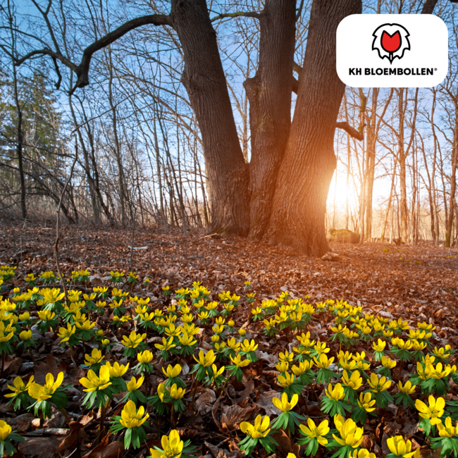 Akonieten bollen 30 stuks