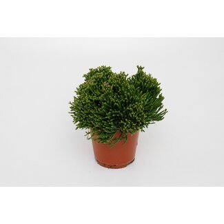 Hatiora Salicorniodes - Ø12cm - ↕15cm