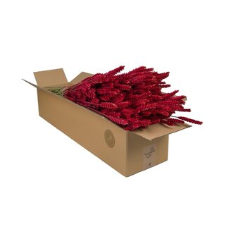 Droogbloemen - Tarwe (Triticum) - Rood - 4 bosjes - ↕60cm