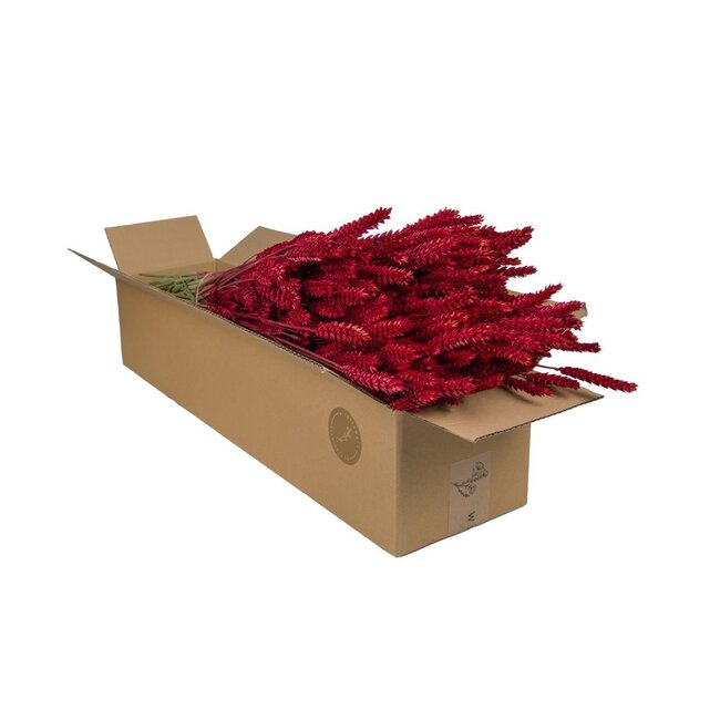 Droogbloemen - Tarwe (Triticum) - Rood - 4 bosjes - ↕60cm