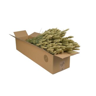 Droogbloemen - Tarwe (Triticum) - Naturel - 4 bosjes - ↕60cm