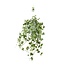 Hedera Helix Goud Kind - Hang/XXL - Ø24cm - ↕cm