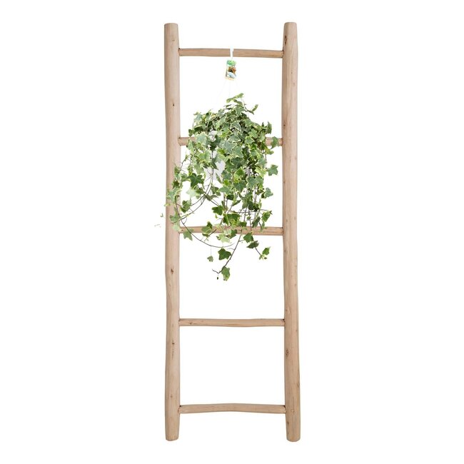 Hedera Helix Goud Kind - Hang/XXL - Ø24cm - ↕cm