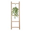 Hedera Helix Goud Kind - Hang/XXL - Ø24cm - ↕cm