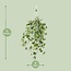 Hedera Helix Goud Kind - Hang/XXL - Ø24cm - ↕cm