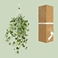 Hedera Helix Goud Kind - Hang/XXL - Ø24cm - ↕cm