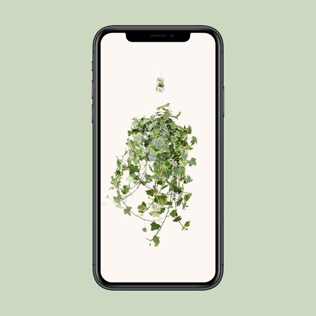 Hedera Helix Goud Kind - Hang/XXL - Ø24cm - ↕cm