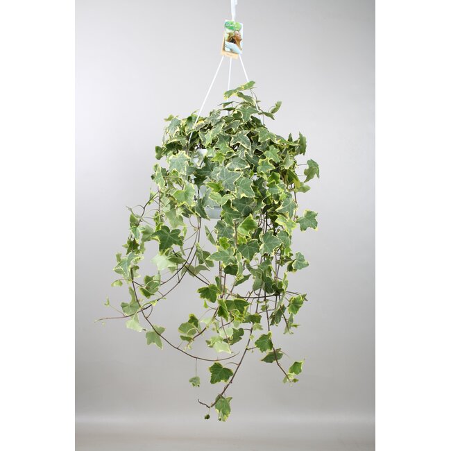 Hedera Helix Goud Kind - Hang/XXL - Ø24cm - ↕cm
