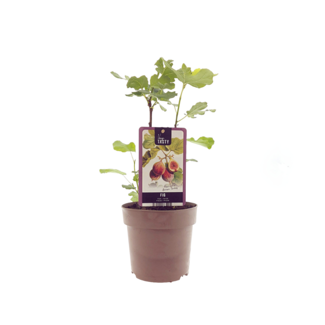 Ficus Bruine Kalkoen - Ø15cm - ↕40cm