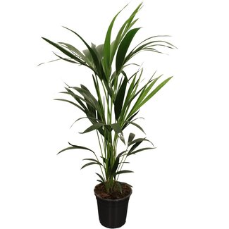 Howea Forsteriana (Kentia) 5 Pit 100-120cm - Ø21cm - ↕100cm