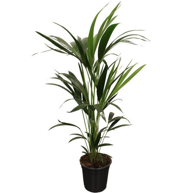 Howea Forsteriana (Kentia) 5 Pit 100-120cm - Ø21cm - ↕100cm