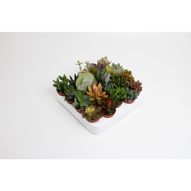 Succulenten Mix - 20 stuks - Ø5,5cm - ↕10cm