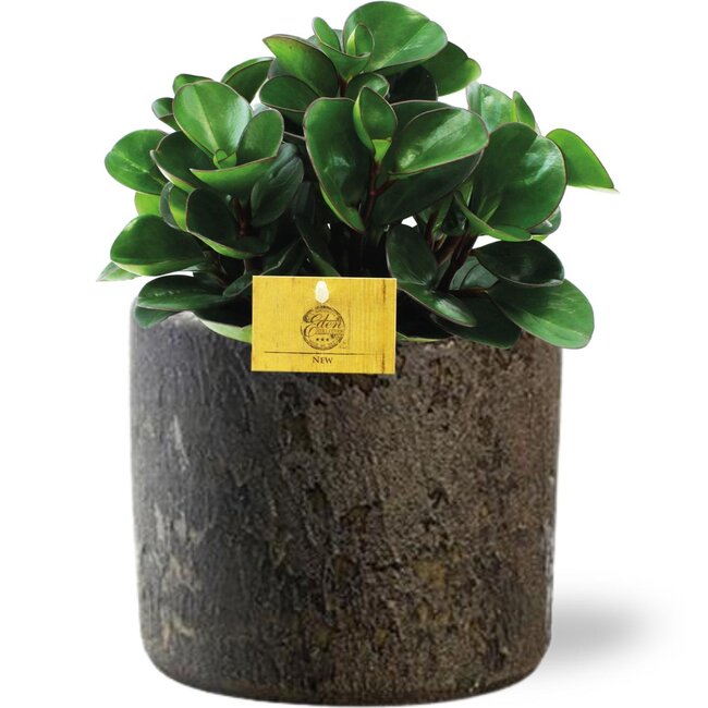 Peperomia Burning Bush - Ø15cm - ↕25cm + Maas Pot D16x14cm - Bruin