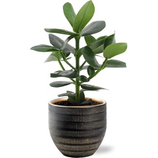 Clusia Rosea Princess - Ø12cm - ↕15cm + Beau Pot D14x13cm - Zwart