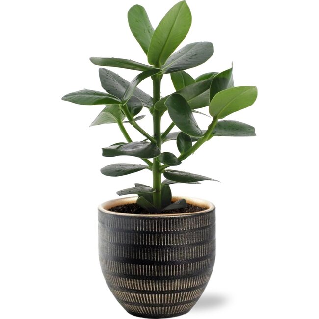 Clusia Rosea Princess - Ø12cm - ↕15cm + Beau Pot D14x13cm - Zwart